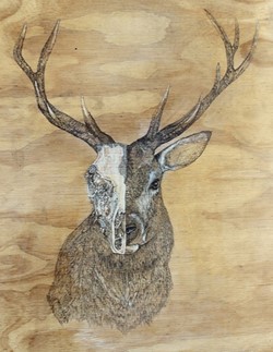 Stag - Erin Smith