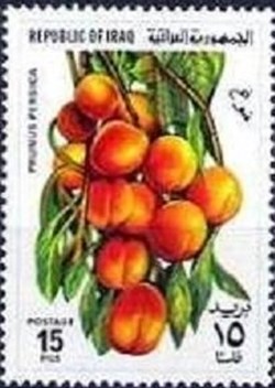 Peaches