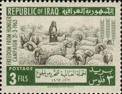 Fat-tailed Sheep (Ovis ammon aries)