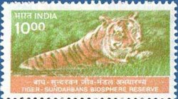 Tiger (Panthera tigris) - Sundarbans National Biosphere Rese
