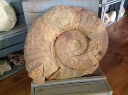 Grande ammonite du sud du Maroc de la région d'Imsouane