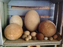 ensemble de pierres ovoïdes et rondes façonnées par la nature