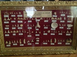 Rare collection de dents de requins fossiles