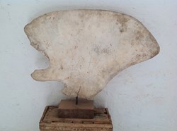 Grande omoplate de mammifère marin