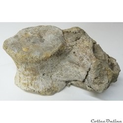 Vertèbre fossilisée