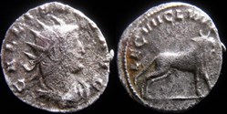Gallien - LEG VII CL VII P VII F