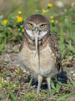 Show-off