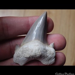 Otodus Obliquus