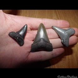 Otodus Angustidens Megalodon