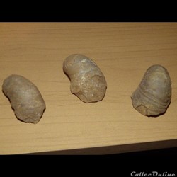 Grypae Arcuata