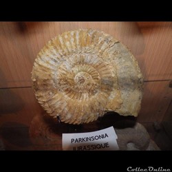 Parkinsonia