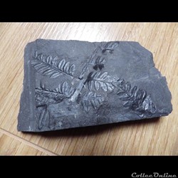 Neuralethopteris