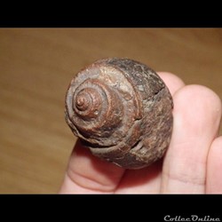 Limnea