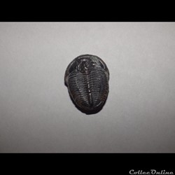 Trilobite Elrathia Kingii