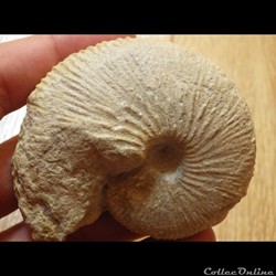 Macrocephalites Macrocephalus