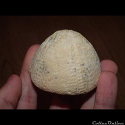 Echinocorys