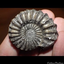 Pleuroceras