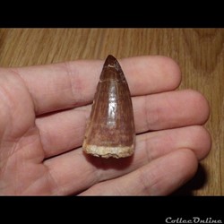 Mosasaure