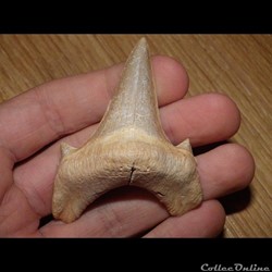 Otodus Obliquus