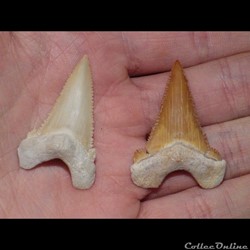 Paleocarcharodon Orientalis