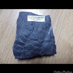 Paripteris Gigantea