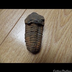 Trilobite Calymène