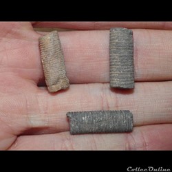 Tiges de Crinoïdes