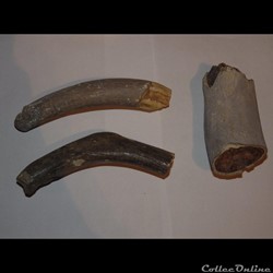 Cotes de Siréniens