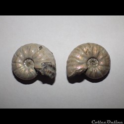 Cléoniceras