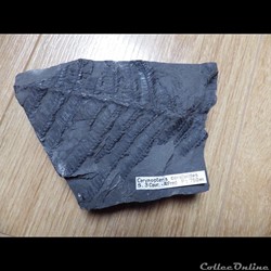 Corynopteris coralloïdes