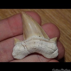 Otodus Obliquus