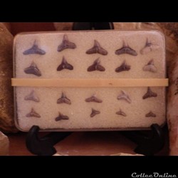 Carcharhinus et galeocerdo