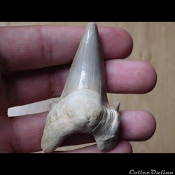 Otodus Obliquus