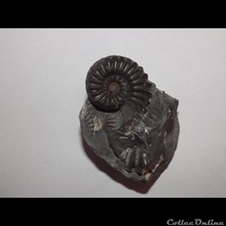 Pleuroceras