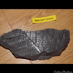 Pecopteris