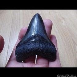 Otodus Megaselachus Megalodon