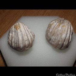 Rhynchonella Decorata