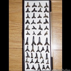 Dents de requins à identifier