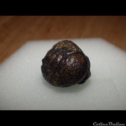 Trilobite Phacops