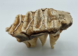 Mastodon Teeth Fossil