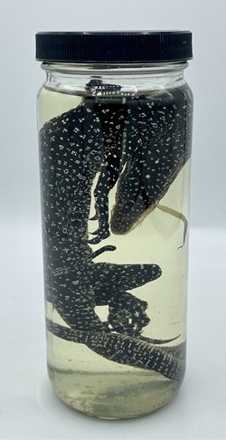 Preserved Salamander