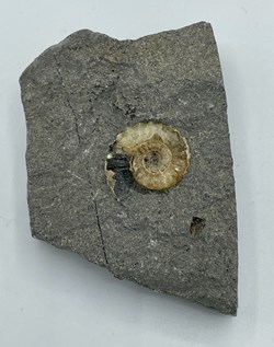 Fossil