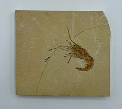 Shrimp Fossil