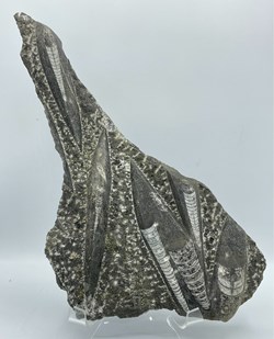 Orthoceras Fossil