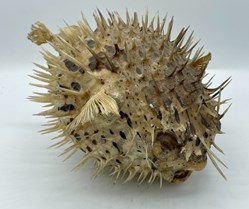 Porcupine Fish