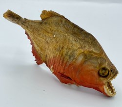 Piranha
