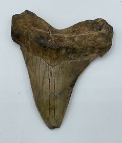 Megalodon Tooth