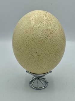 Ostrich Egg
