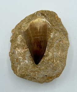 Fossil