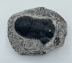 Trilobate Fossil